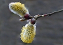 Blüte 0173_Bildgröße ändern
